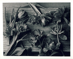 Black & white tulips