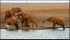 Elephants at a water hole