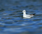 Bonaparte's Gull on water, Farmoor Reservoir