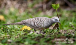 Zebra Dove 030115
