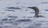 RED THROATED DIVER 40