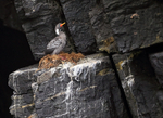 Red-legged Cormorant on nest, Chile