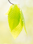Emerging Beech Leaves