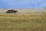 Great Skua crouches low, Jokulsarlon, Iceland