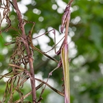 Conehead mantis (Empusa pennata)