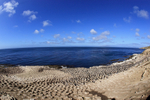 Imperial Shag colony, Carcass Island, The Falkland Islands