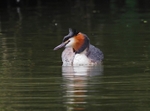 Great Crested Grebe