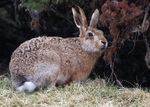 Brown Hare