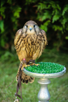 Kestrel Kee-kee