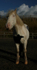 Horse Edited 22 of 68