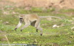 Male vervet monkey jumping