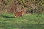 Reeves' Muntjac