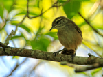Cabanis's Wren perched, Costa Rica