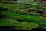 Flowing Weed