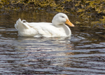 Call Duck 1