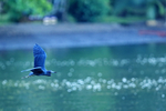 Little Blue Heron, Gulfo Dulce, Costa Rica