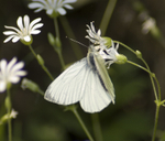 Wood White Butterfly