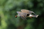 Snail Kite (immature) flying, Panama