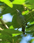 Western Slaty-Antshrike (male), Pipeline Road, Panama