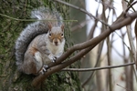 Squirrel 3