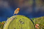 Robin