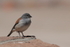 Red-backed Sierra-Finch, El Tatio Geyser Field, Chile