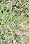 SBM_19554