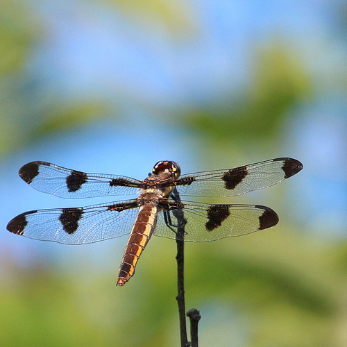 A female Twelve-spotted skimmer