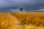 Lonely Tree, County Wexford, Ireland.