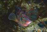 Symphodus melops