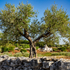 Puglia-571