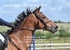 BPP_3351