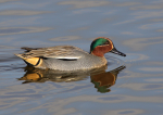 Green Winged Teal