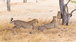 Cheetahs Playing 1