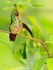 Rufous-tailed Hummingbird preening at Leaves and Lizards Retreat