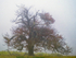 2nd Oct Oak in the Mist