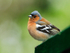 Chaffinch (male) at Dunvegan Castle
