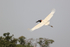 Jabiru in flight, wings spread - Pantanal, Brazil