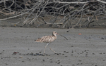Eurasian Curlew