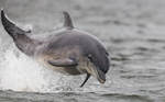 CHANORY DOLPHIN 2026 39