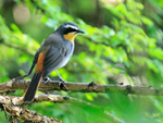Cape Robin-chat perched on a branch