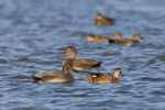 Gadwall (male & female) on the Lagoon