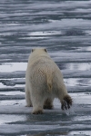Polarbear 8645