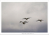 Whooper Swans