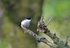 Pied Flycatcher