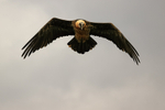Lammergeier flies overhead dark clouds, Pre-Pyrenees, Catalonia, Spain
