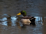 Mallard