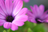 Anemome