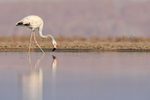 Chilean Flamingo (immature), Laguna Chaxas, Chile