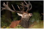Imperious Stag 
